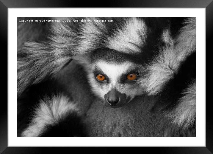 Ring-Tailed Lemur Framed Mounted Print by rawshutterbug 