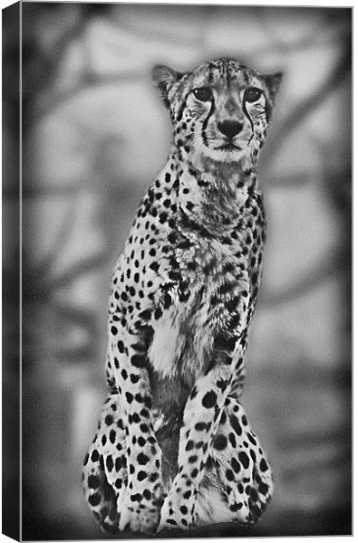 Cheetah Canvas Print by Lauren Meyerink
