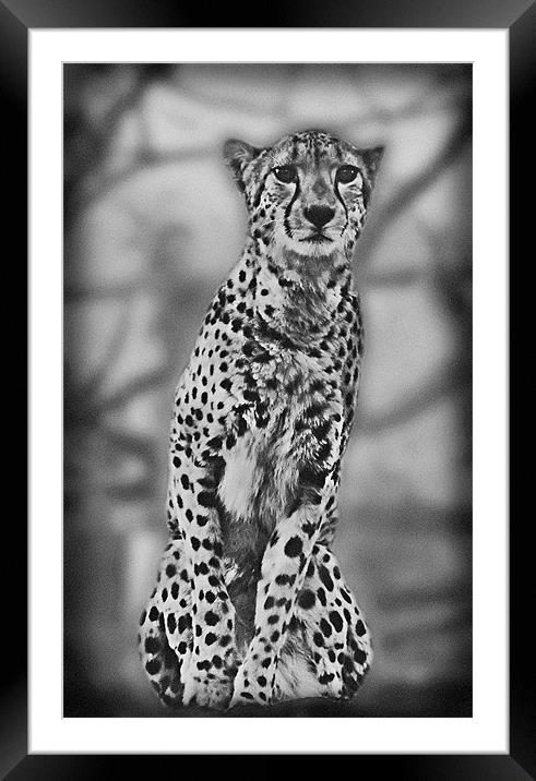 Cheetah Framed Mounted Print by Lauren Meyerink
