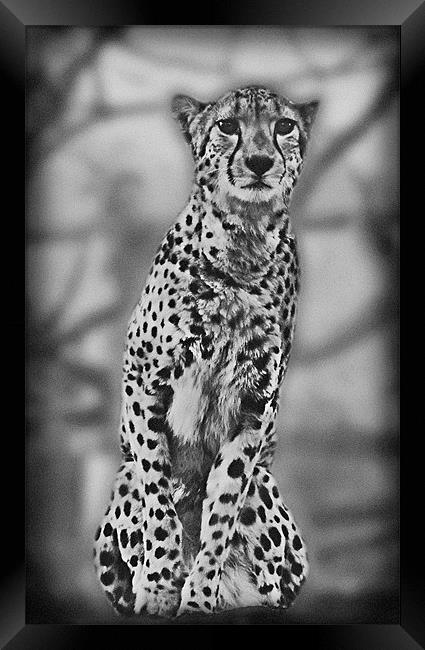 Cheetah Framed Print by Lauren Meyerink