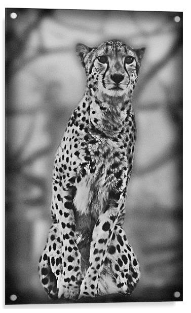 Cheetah Acrylic by Lauren Meyerink