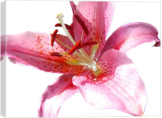 Pink Lily in Watercolour Canvas Print by Jacqi Elmslie