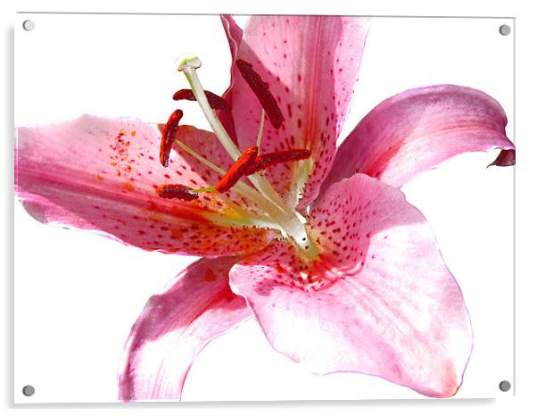 Pink Lily in Watercolour Acrylic by Jacqi Elmslie