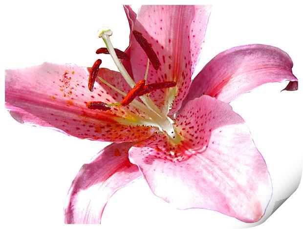 Pink Lily in Watercolour Print by Jacqi Elmslie