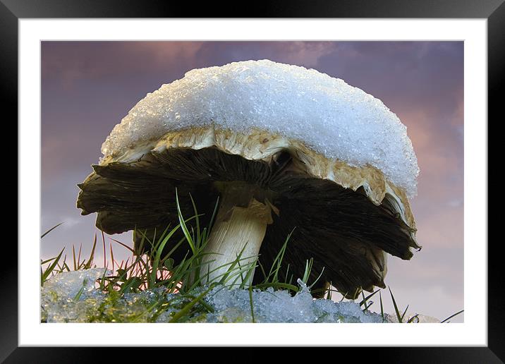 Snow capped fungi Framed Mounted Print by Tony Bates