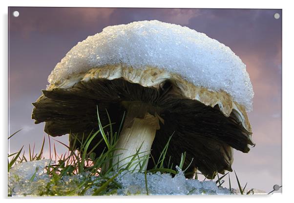 Snow capped fungi Acrylic by Tony Bates