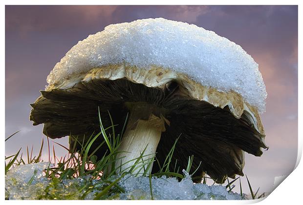 Snow capped fungi Print by Tony Bates