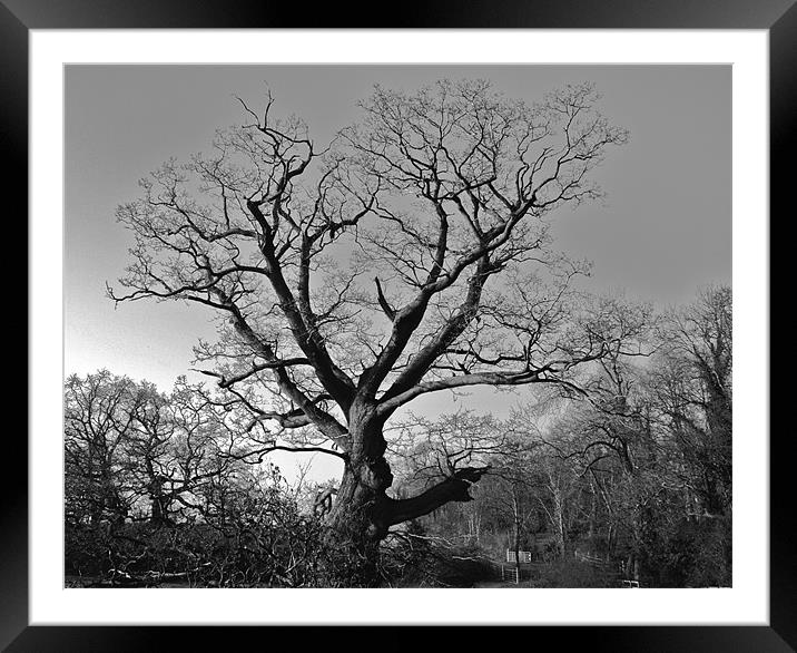 The Eerie Tree Framed Mounted Print by Will Harnett