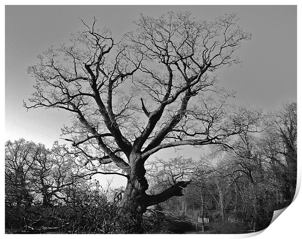 The Eerie Tree Print by Will Harnett