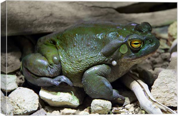 Sonoran desert toad Canvas Print by Linda More