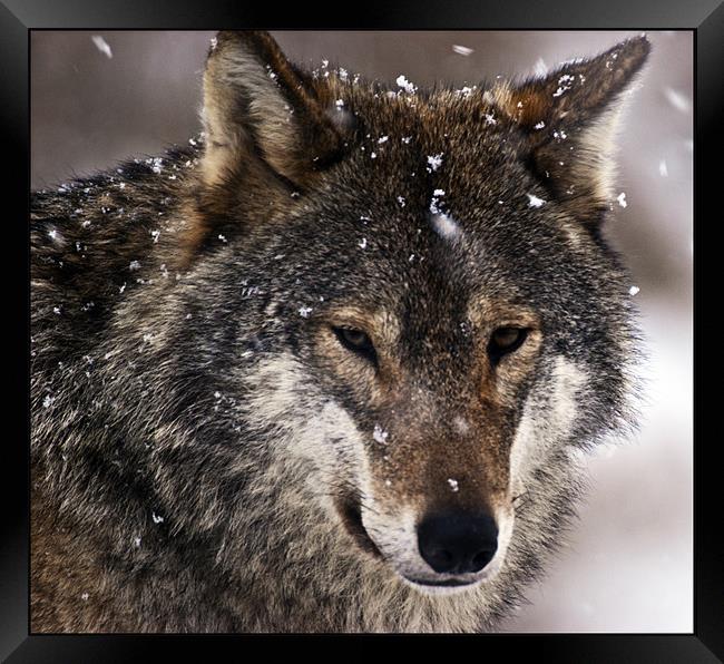 Wolf Framed Print by Sam Smith