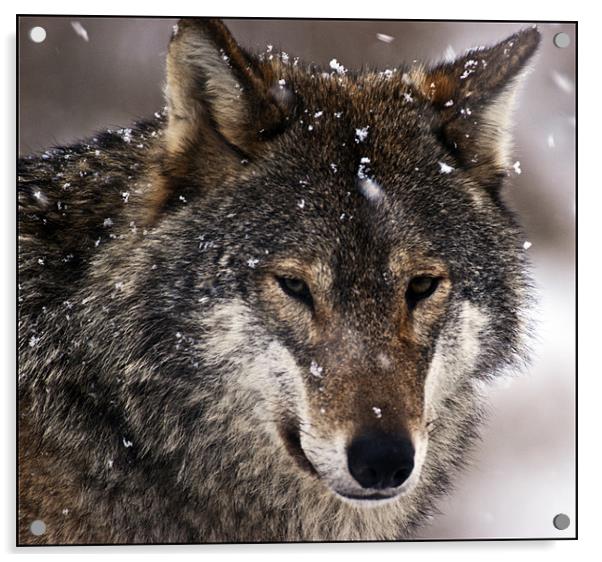Wolf Acrylic by Sam Smith