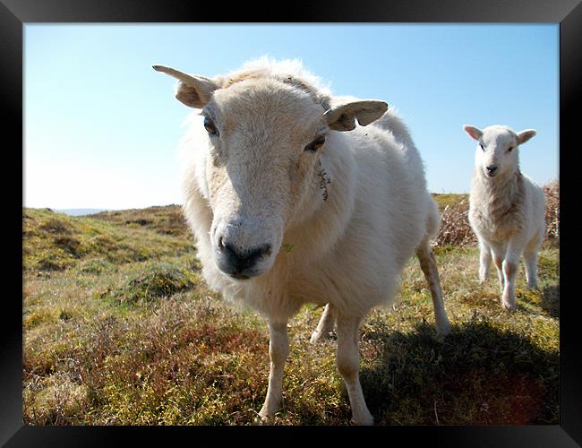 Curious sheep Framed Print by kelly williams