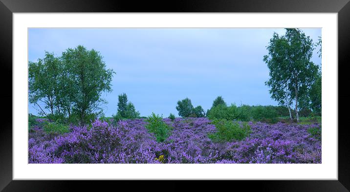 Purple Heather Framed Mounted Print by Anna Hitchcock
