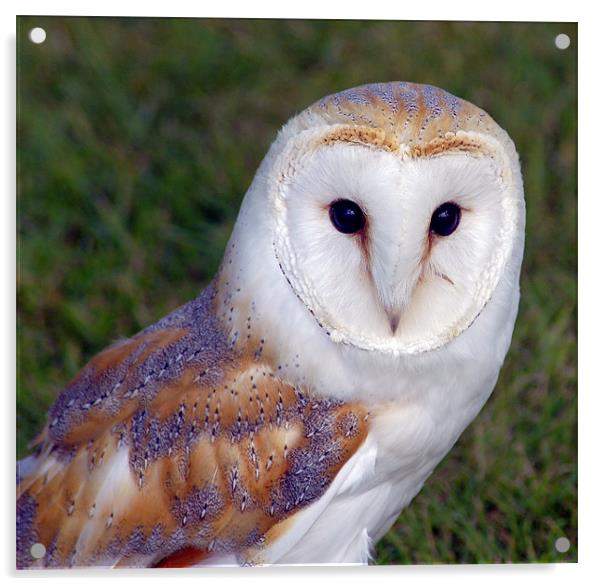 Barn Owl Acrylic by Sam Smith