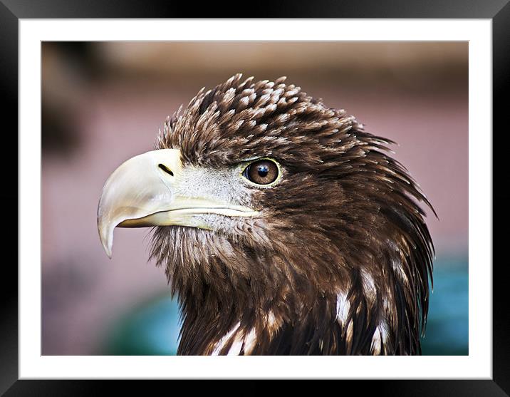 sea eagle Framed Mounted Print by Sam Smith