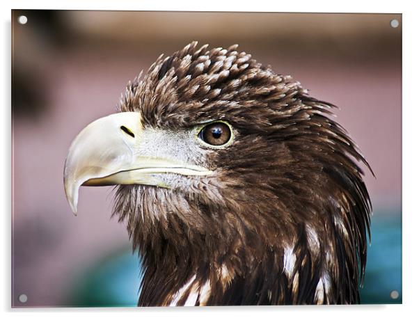 sea eagle Acrylic by Sam Smith