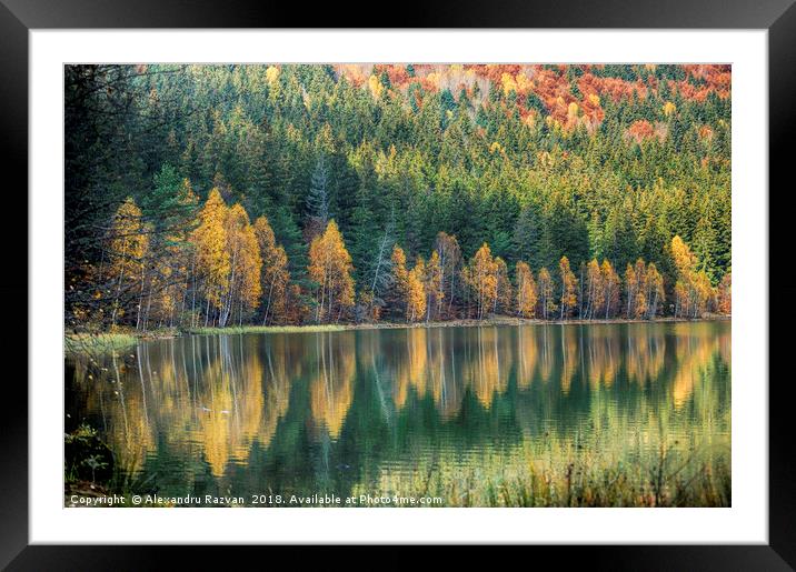 Autumn reflection Framed Mounted Print by Alexandru Razvan
