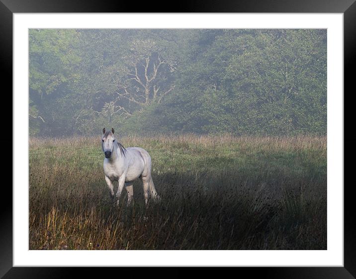 White horse Framed Mounted Print by Sam Smith