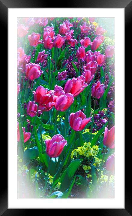 Pink Tulips & Spring Flowers  Framed Mounted Print by Philip Enticknap