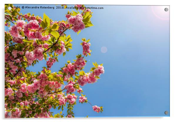 Cheerry Bloosoom Sakura  Acrylic by Alexandre Rotenberg