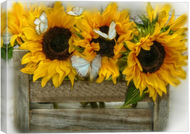 sunflowers and butterflie Canvas Print by sue davies
