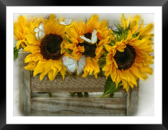 sunflowers and butterflie Framed Mounted Print by sue davies
