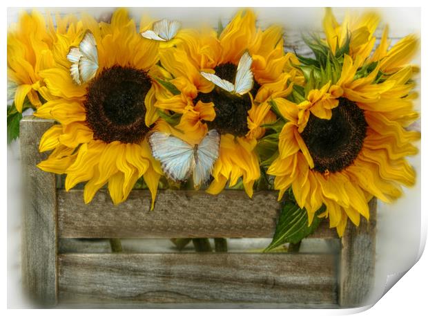sunflowers and butterflie Print by sue davies