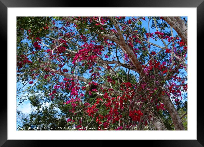 Bougainvillea  2 Framed Mounted Print by Paul Williams