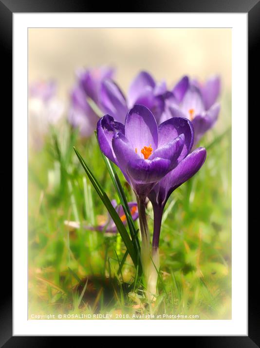 "Purple  Crocuses 3 " Framed Mounted Print by ROS RIDLEY