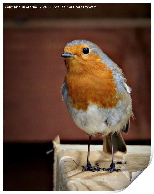 Robin Print by Graeme B