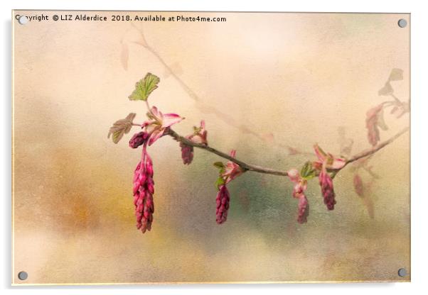 Ribes Sanguinium Acrylic by LIZ Alderdice