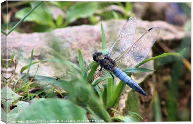 Broad-Bodied Chaser Dragonfly Canvas Print by Susan Snow