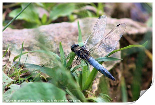 Broad-Bodied Chaser Dragonfly Print by Susan Snow