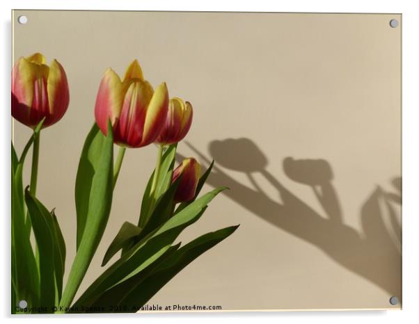 Tulip Shadows Acrylic by Karen Spence