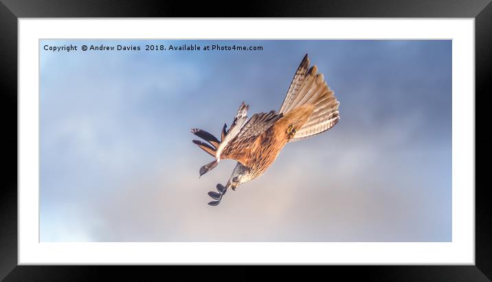 Red Kite  Framed Mounted Print by Drew Davies