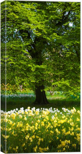 Daffodils & Narcissus under Tree Canvas Print by Philip Enticknap