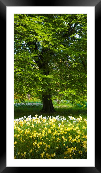 Daffodils & Narcissus under Tree Framed Mounted Print by Philip Enticknap