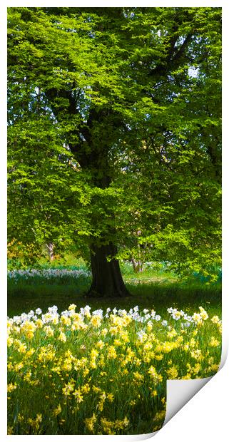 Daffodils & Narcissus under Tree Print by Philip Enticknap