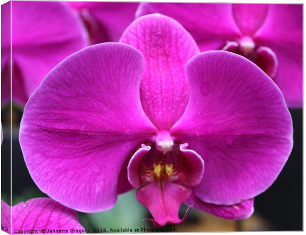 Purple Orchid Canvas Print by Jannette Gregory