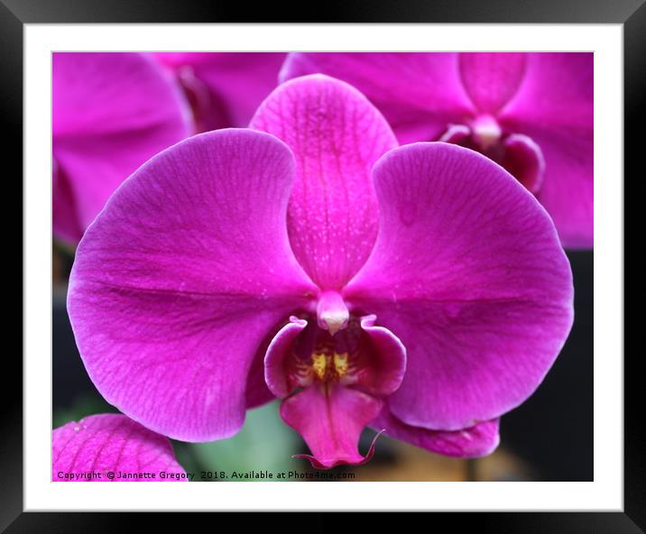 Purple Orchid Framed Mounted Print by Jannette Gregory