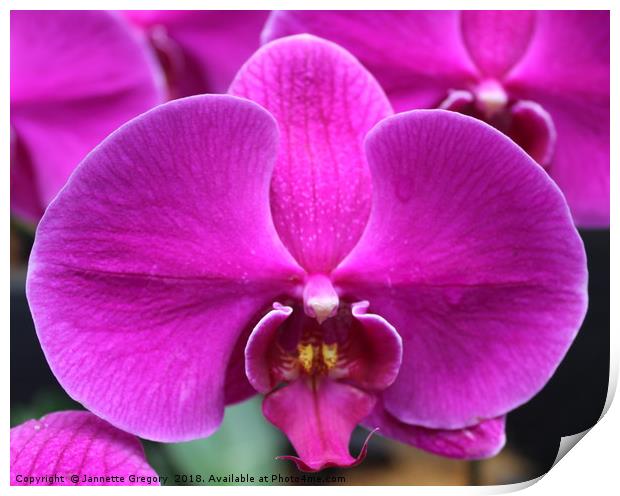 Purple Orchid Print by Jannette Gregory