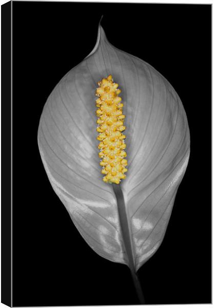Peace Lily Isolation Canvas Print by Chris Day