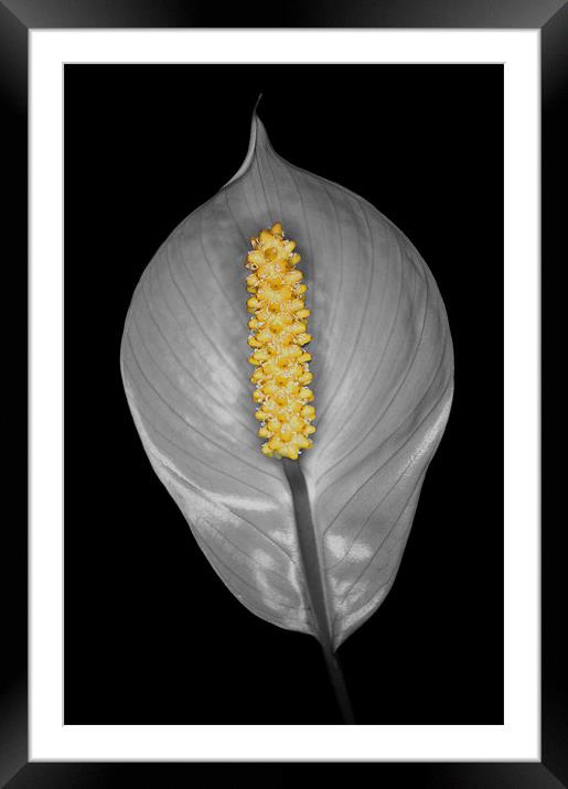 Peace Lily Isolation Framed Mounted Print by Chris Day