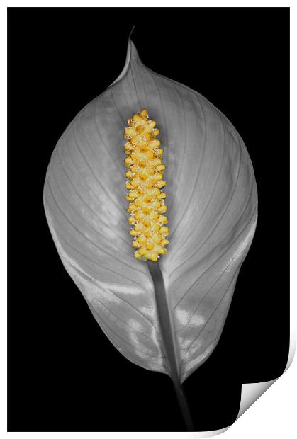 Peace Lily Isolation Print by Chris Day
