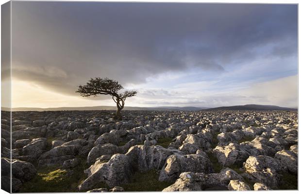 Wharfedale Isolation Canvas Print by Steve Glover