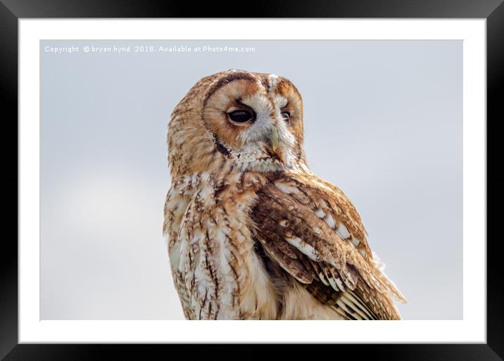 Tawny Owl Framed Mounted Print by bryan hynd