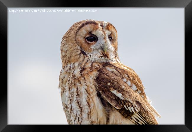 Tawny Owl Framed Print by bryan hynd