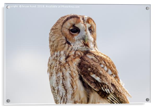 Tawny Owl Acrylic by bryan hynd