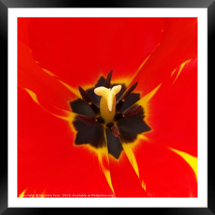 red yellow tulip Framed Mounted Print by Marinela Feier
